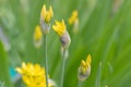 Yellow garlic Allium moly Jeannine, budding flower Royalty Free Stock Photo